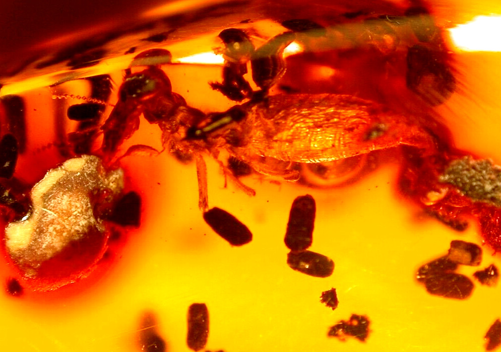 Methane Termite with Lots of Coprolites in Dominican Amber Fossil Gemstone
