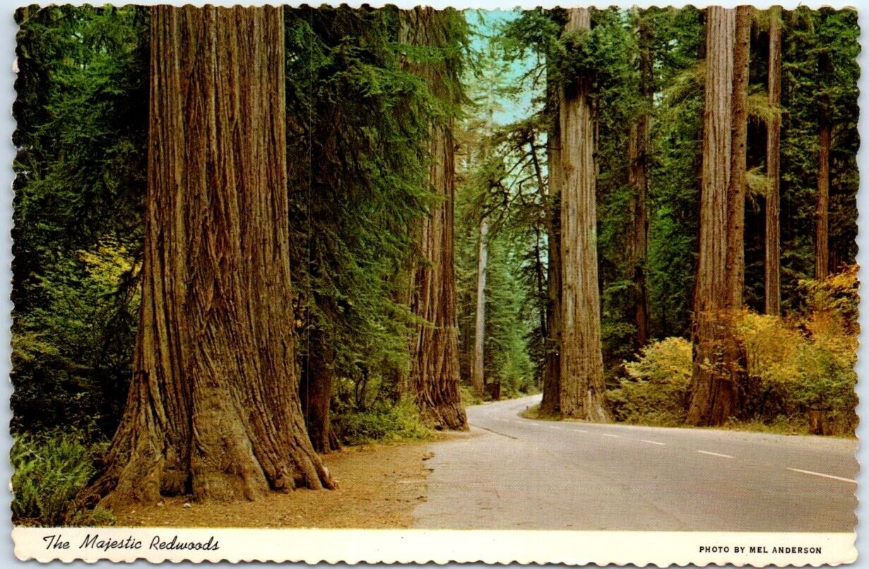 Postcard - The Majestic Redwoods