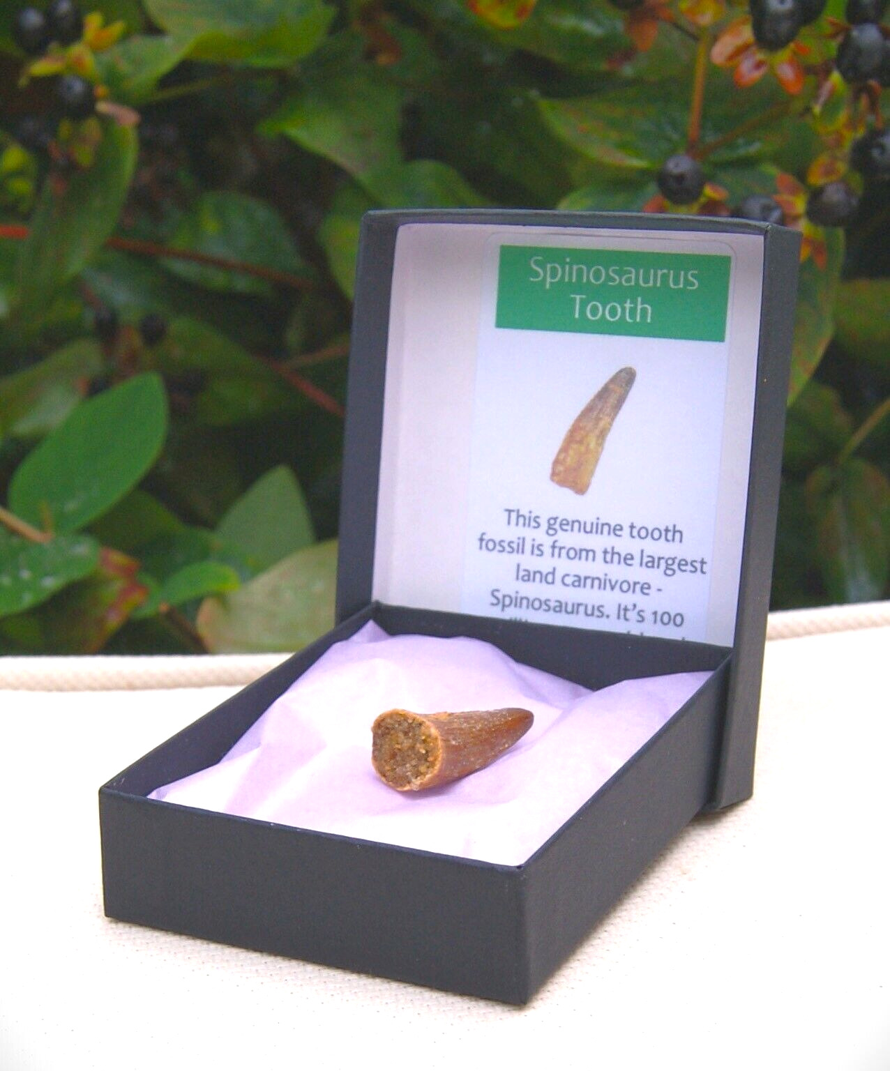 100% Genuine Spinosaurus Tooth Fossil Morocco Display Box 25mm