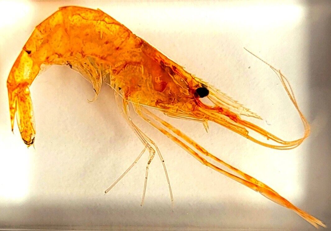 44mm Real Shrimp in Crystal Clear Lucite Resin Science Education Specimen Block