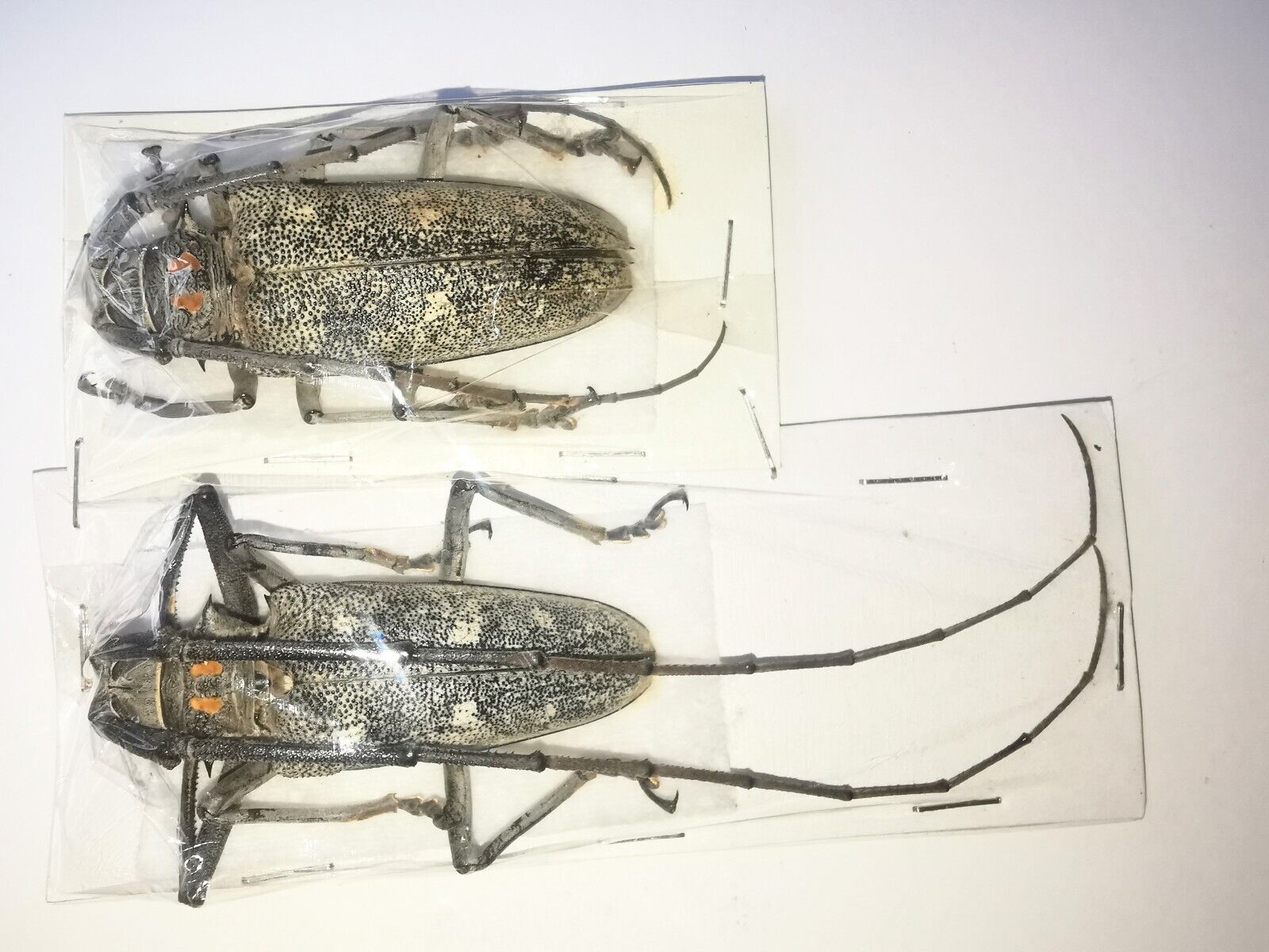 Cerambycidae Batocera humeridens A1 PAIR 55mm from TIMOR - #0368B