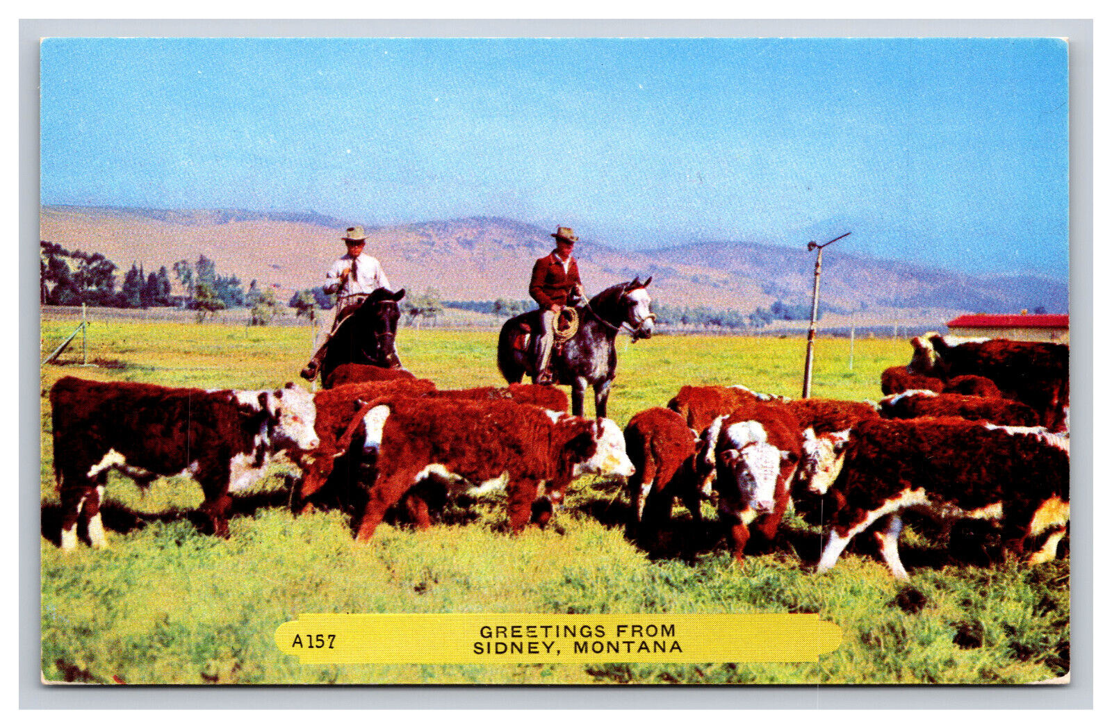 Cowboy Horse Cattle, Greetings From Sidney Montana MT Postcard A4385