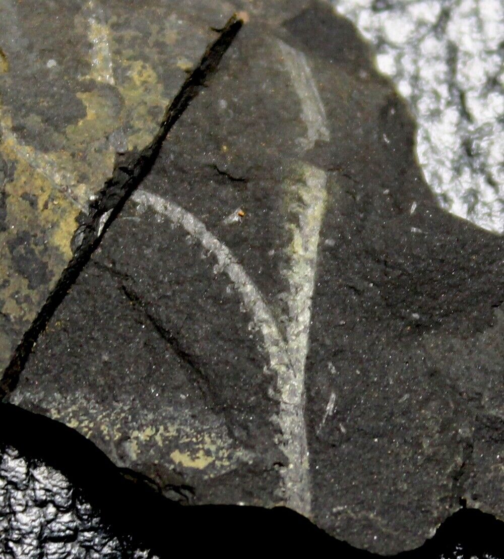 Rare Silurian, Wenlockian graptolite  