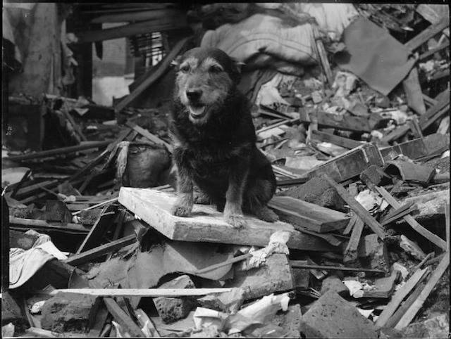 WWII B&W Photo Dog Sitting on Rubble of London Blitz Damage  WW2  / 1309