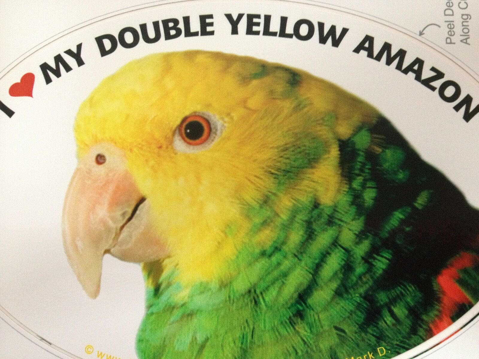 Double Yellow Amazon Parrot Exotic Bird Vinyl Decal Bumper Sticker