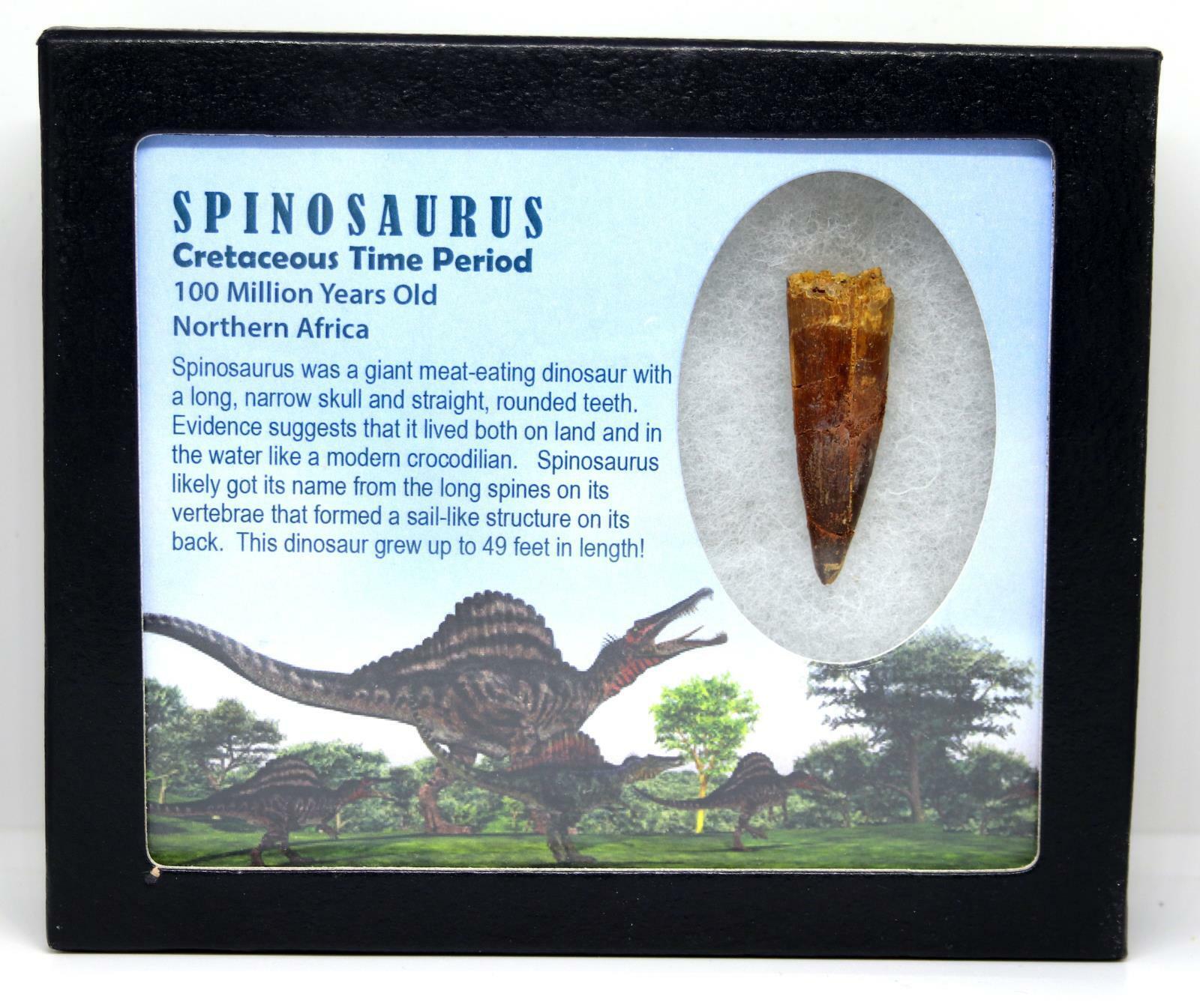 SPINOSAURUS Dinosaur Tooth Fossil 1.815 inch w/ Info Card MDB #16188 11o