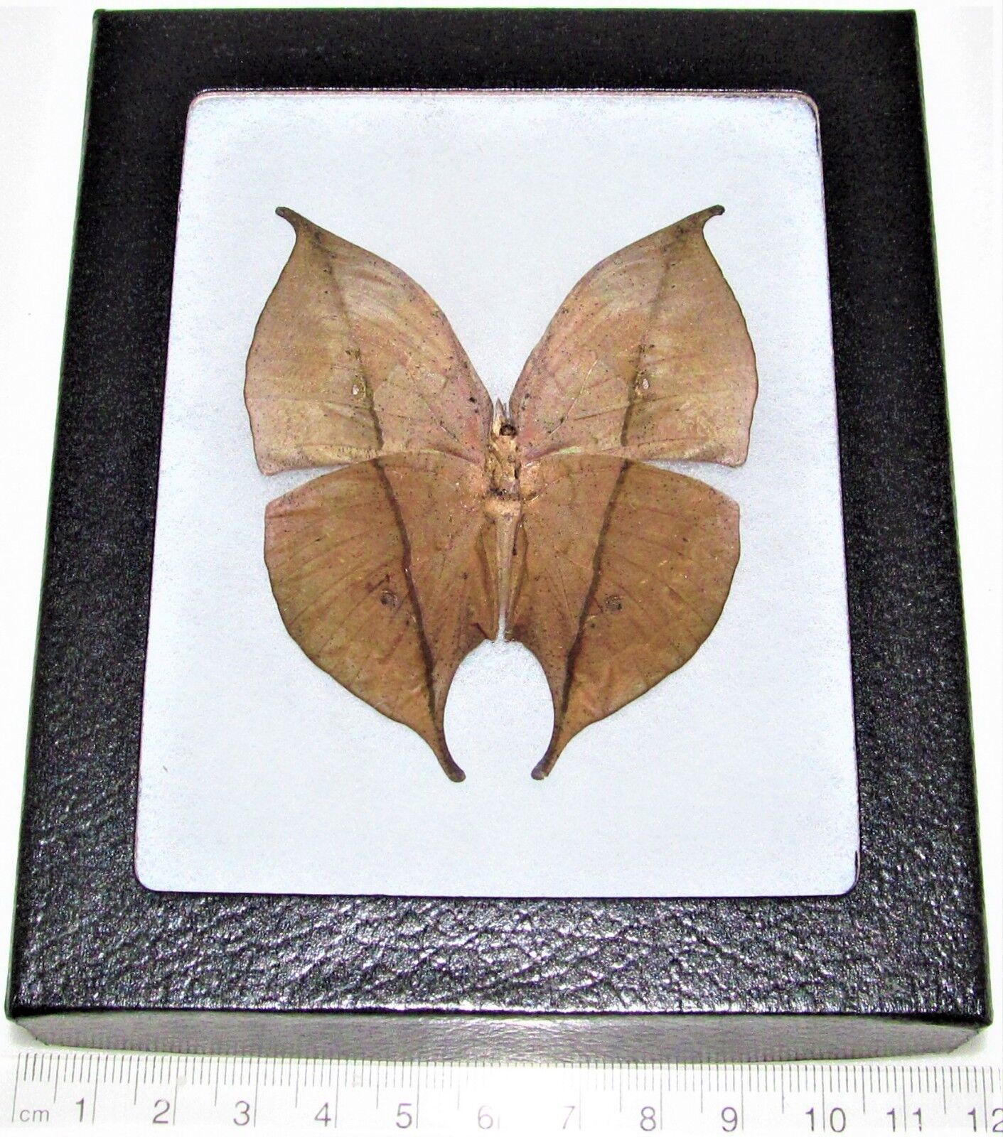 Kallima inachis verso REAL FRAMED BUTTERFLY LEAF MIMIC CHINA