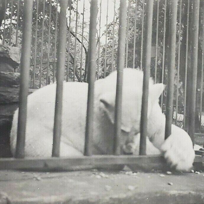 Philadelphia Zoo 1942 Polar Bear Caged Bars Paw Fence 1940s Vintage Photo C205
