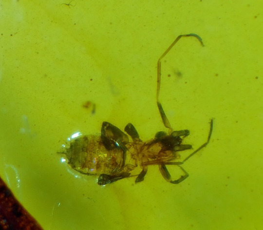 Fossils insects Schizomida Gnat Fly inclusions in Genuine Burmite Burmese Amber