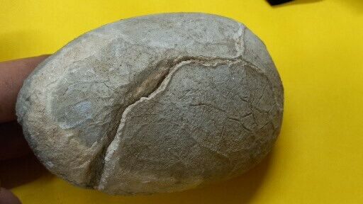 Genuine Dinosaur Fossil Egg, unknown species