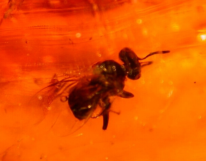EXTINCT Bee with Carpenter Ant Large Moth 10 Flies in Dominican Amber Fossil