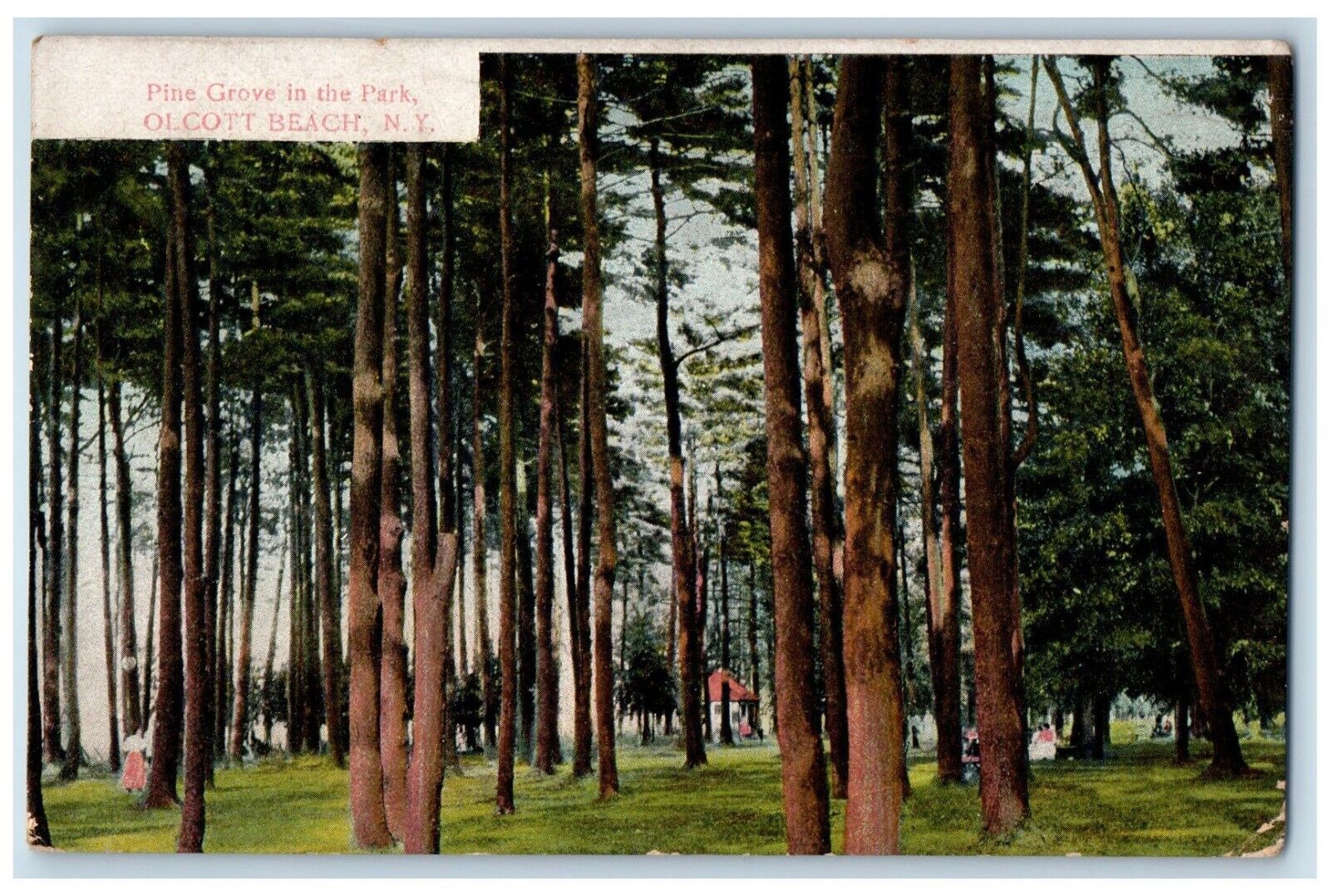 1913 Pine Grove Park Trees Field Olcott Beach New York Vintage Antique Postcard