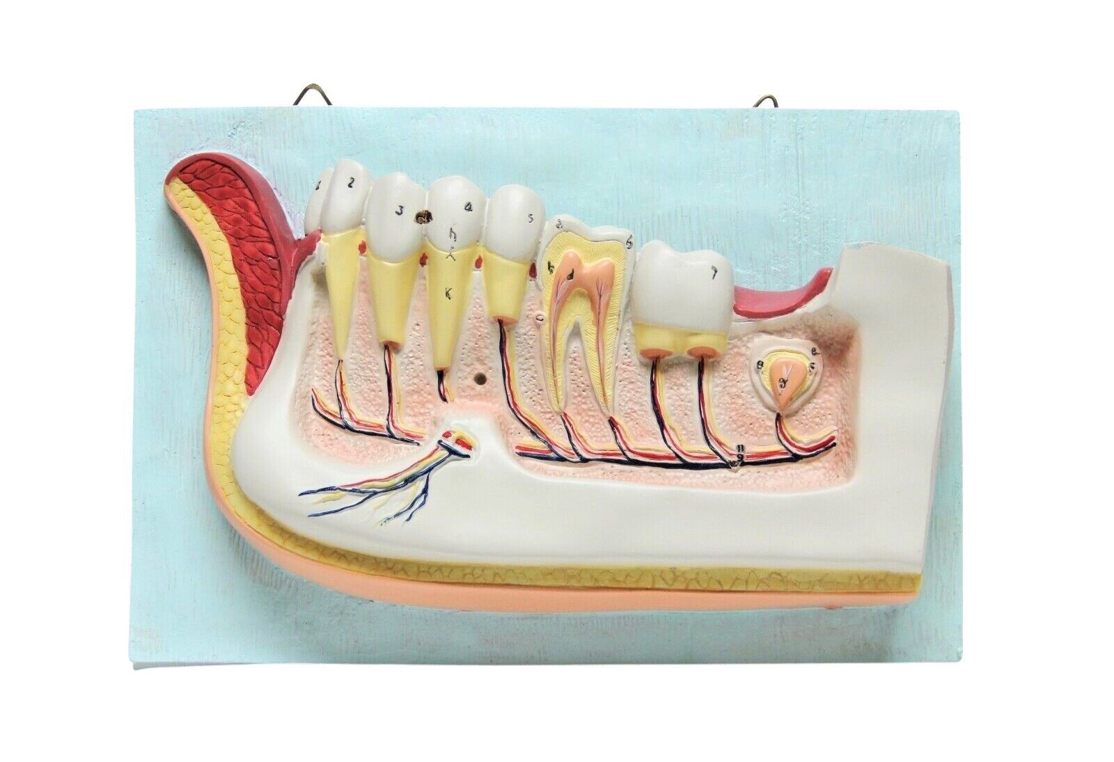 Dentist Dental Teeth Oral Anatomy Physiology Teaching Hanging Decoration Model