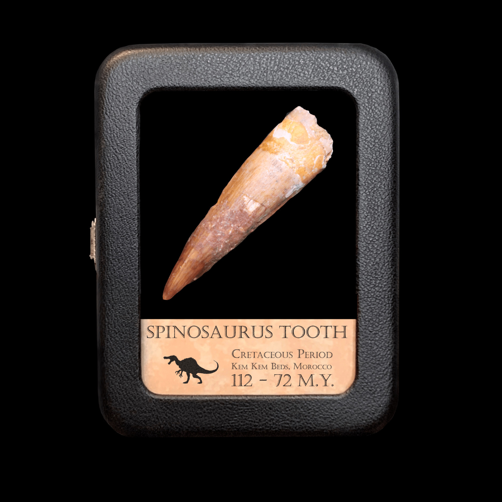 Original Spinosaurus Tooth - Excellent Quality - With Display Case