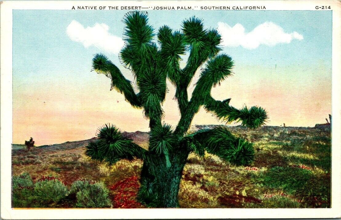 Postcard A Nature Of The Desert Joshua Palm Southern California 