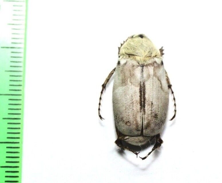 Insect Beetles Scarabaeidae Chioneosoma gorilla  Kazakhstan Mangystau reg
