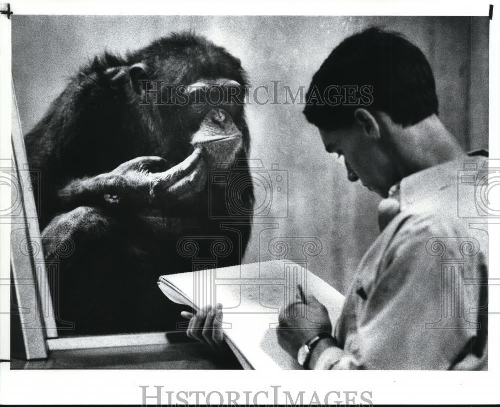 1988 Press Photo A chimpanzee at the Cleveland Metro parks Zoo - cvb18087