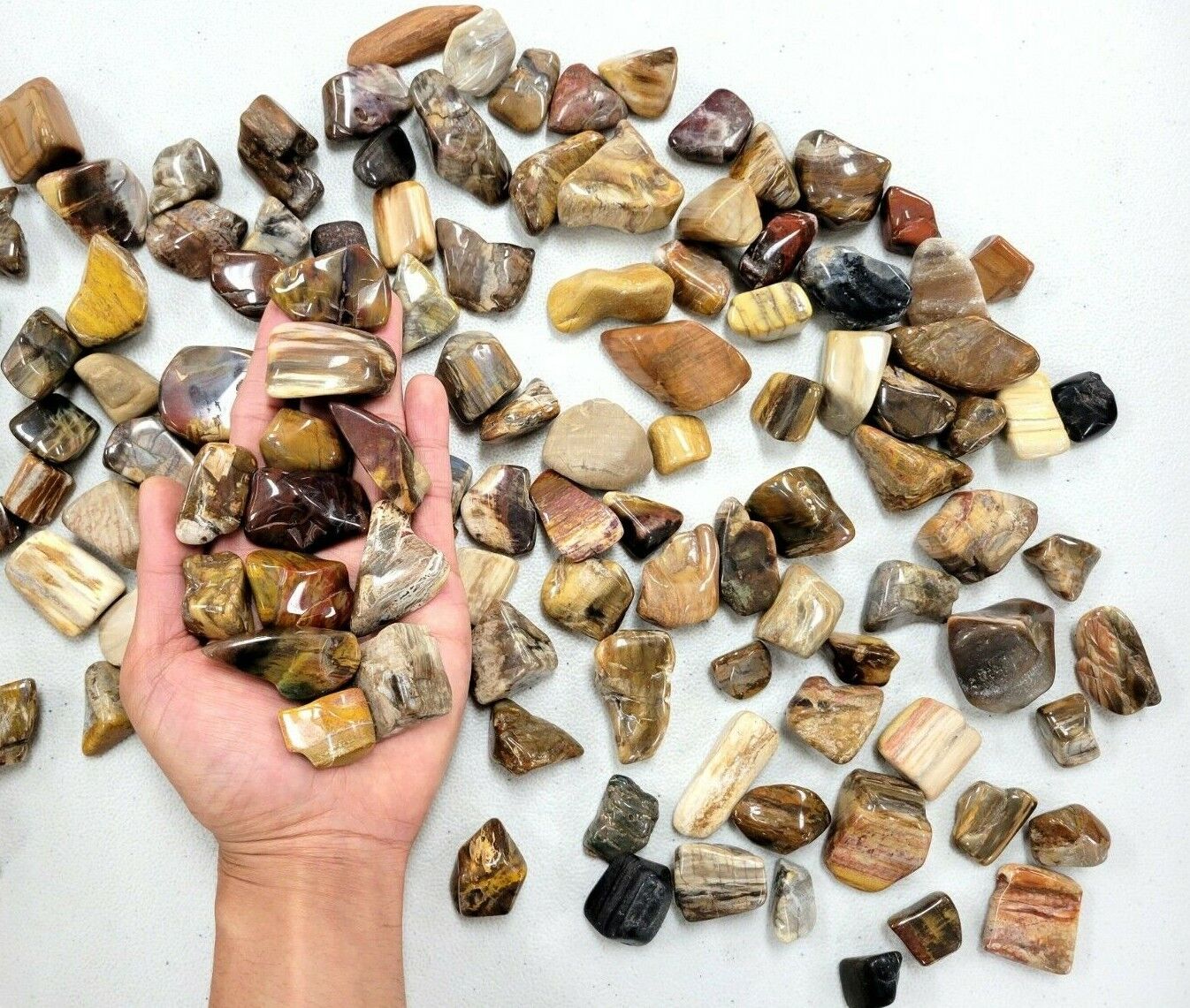 Tumbled Petrified Wood Crystals Stone Bulk Polished Healing Gems Root Chakra