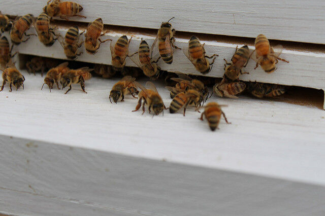 26 REAL Fresh Honeybees 26 FRESH ITALIAN HONNY BEES Fresh Dead SPECIMEN INSECT
