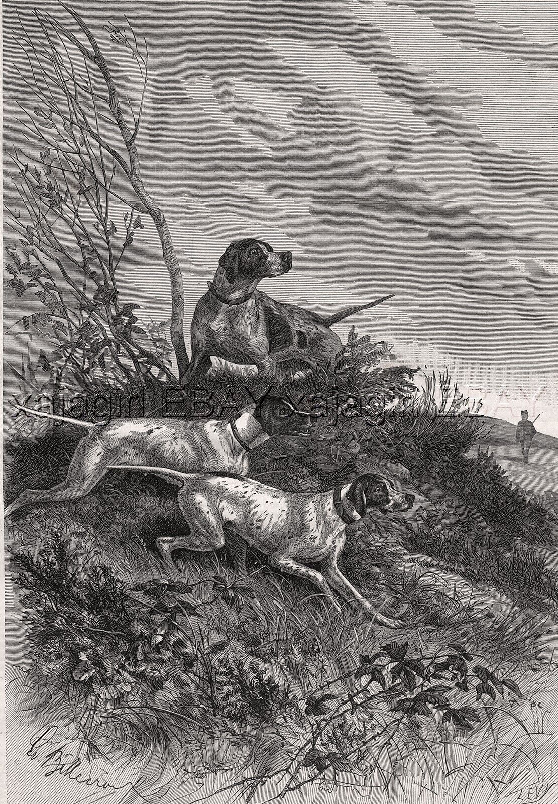 Dog Pointers Hunting in the Field (Named Kennel ID\'s) Large 1880s Antique Print