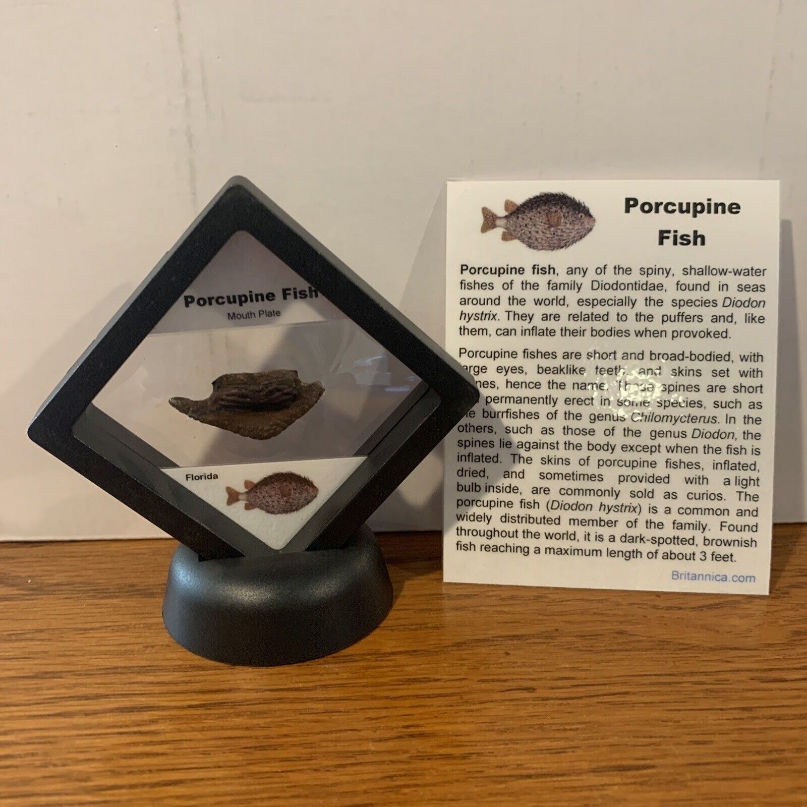 Porcupine Fish Prehistoric Mouth Plate Fossil in Display Case