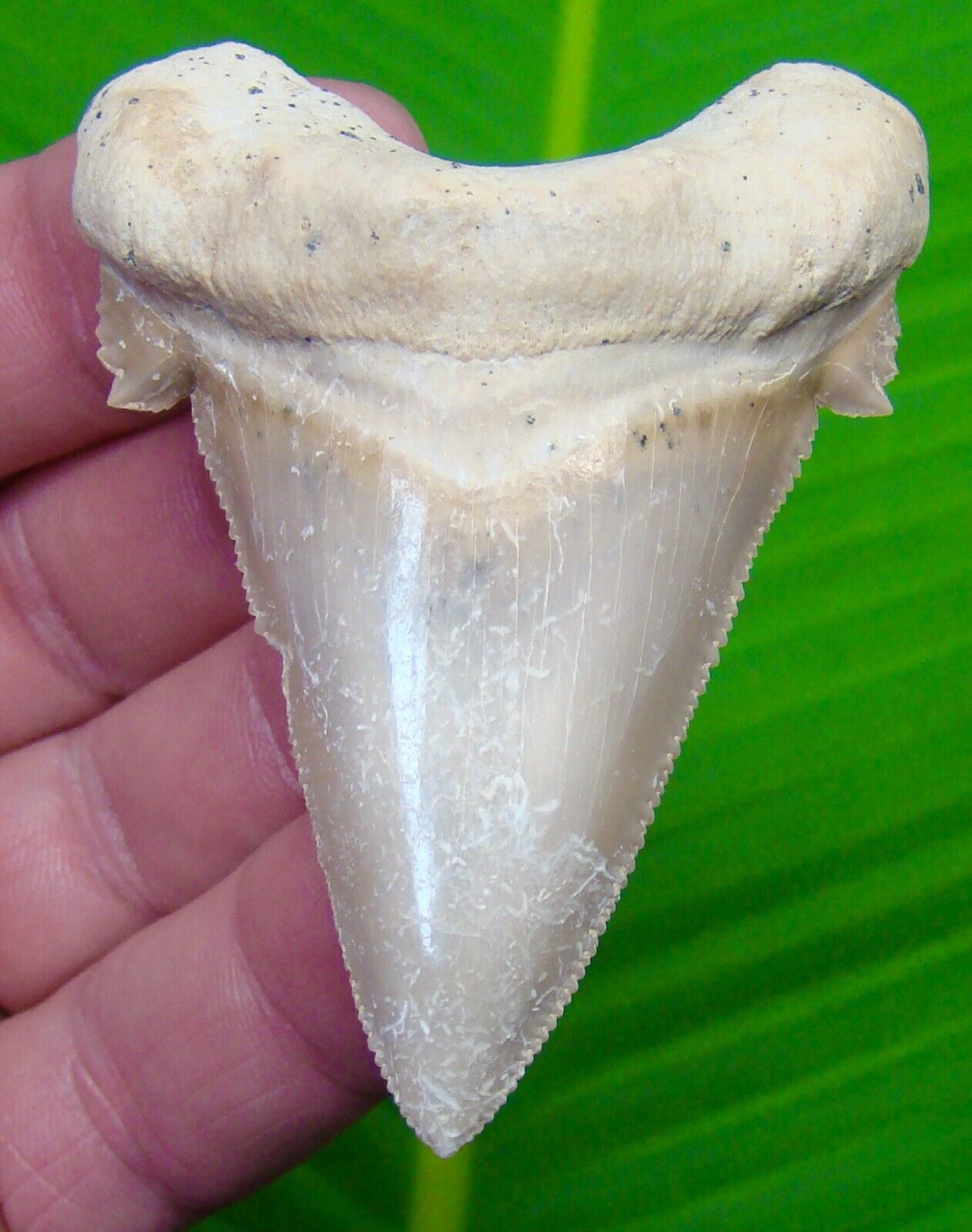 AURICULATUS Shark Tooth - 2 & 15/16  -  MEGALODON ANCESTOR - NATURAL