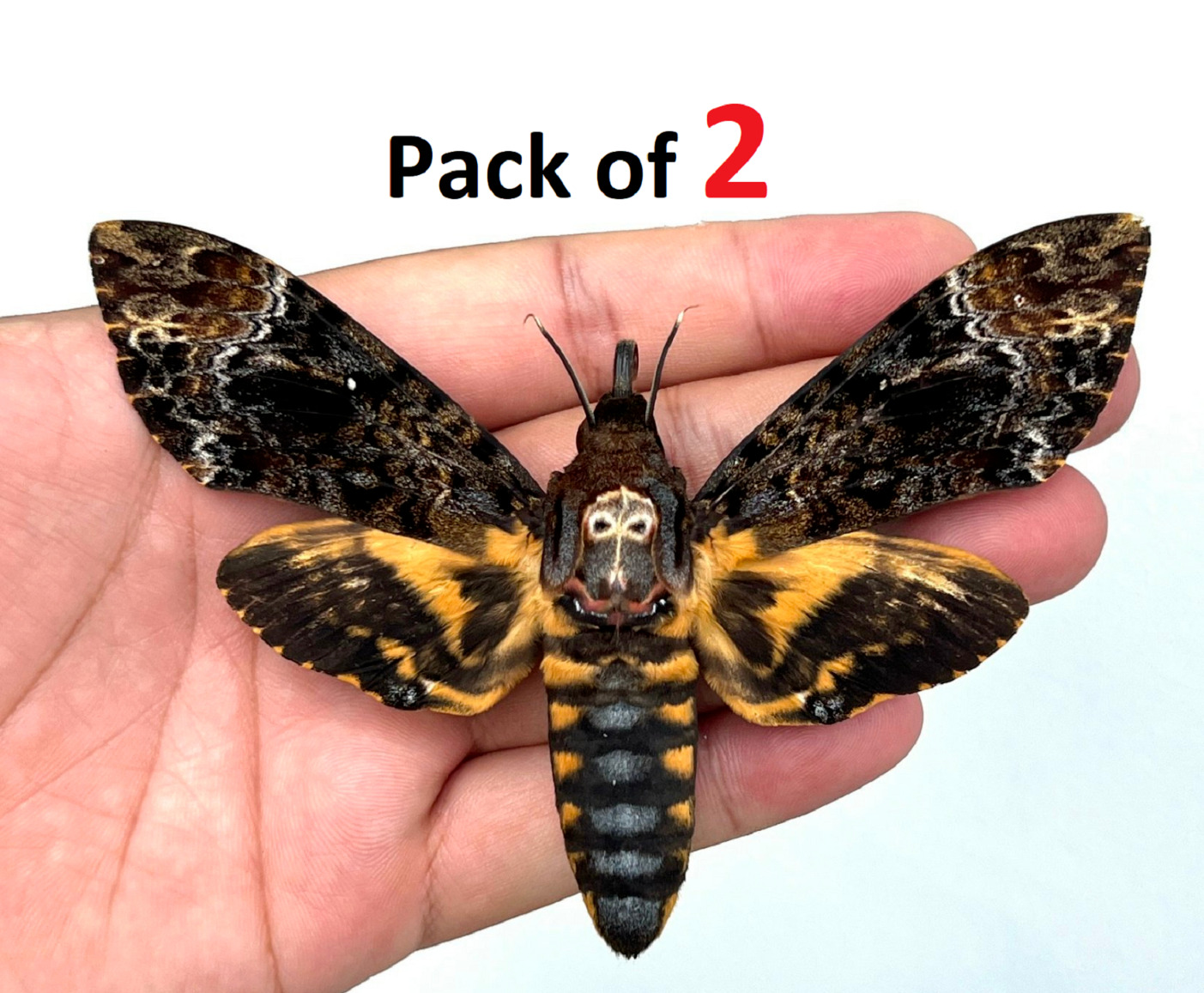 2 Real Death Head Moth Acherontia Skull Taxidermy Dried Insect Bug Specimen