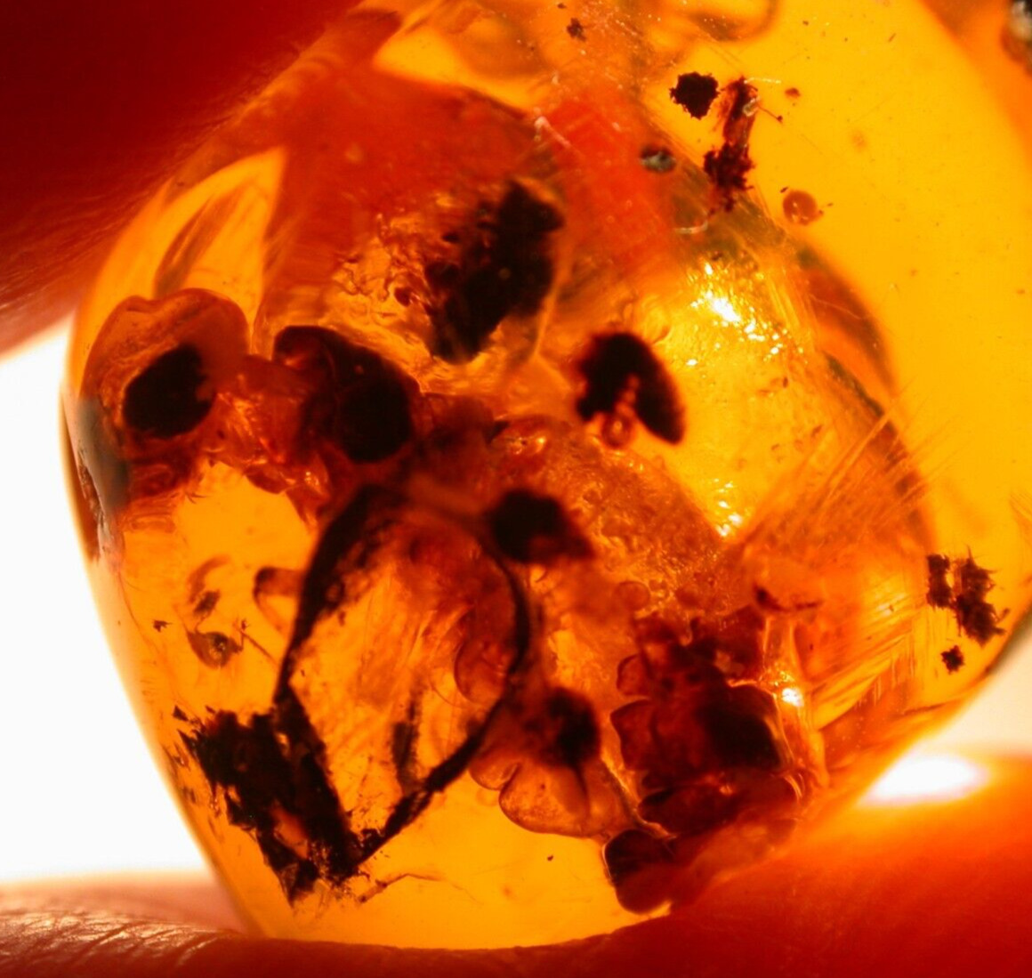 Large Methane Termite with Giant Bubbles in Dominican Amber Fossil Gemstone