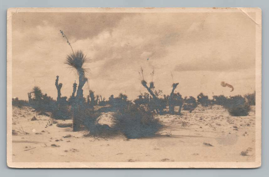 Desert Vegetation ARTESIA New Mexico Cancel RPPC Antique Photo ~ El Paso 1910s