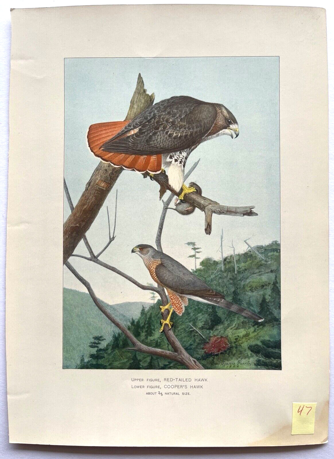 1895-1909 Original Antique BIRD CHROMO PRINTS NY Forest/Fish/Game YOU SELECT #2