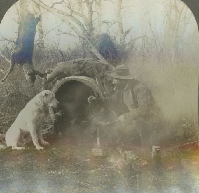 1920s HUNTER AT CAMPFIRE WITH DOG AND KILLED DEER HOLLOW LOG STEREOVIEW 20-34