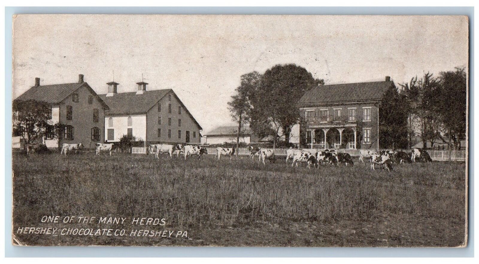 1910 One Of Many Herds Hershey Chocolate Co. Hershey Pennsylvania PA Postcard