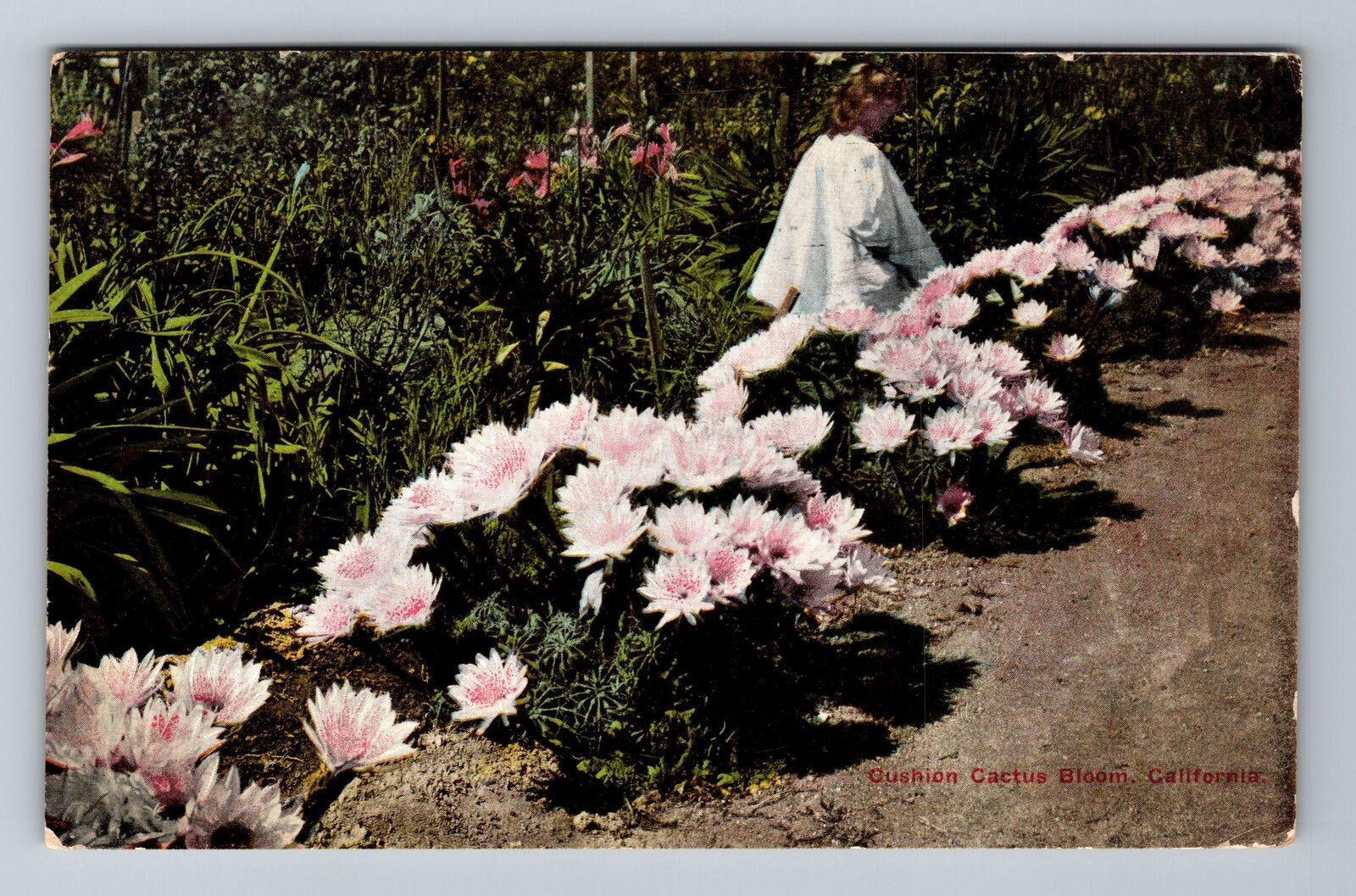 CA-California, Child Among Blooming Cushing Cactus, c1915, Vintage Postcard