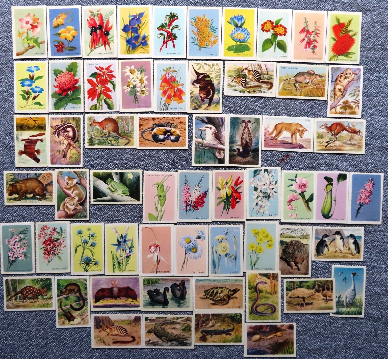 1959 SHELL Project Cards: AUSTRALIAN FAUNA & FLORA .....  (59 of 60)