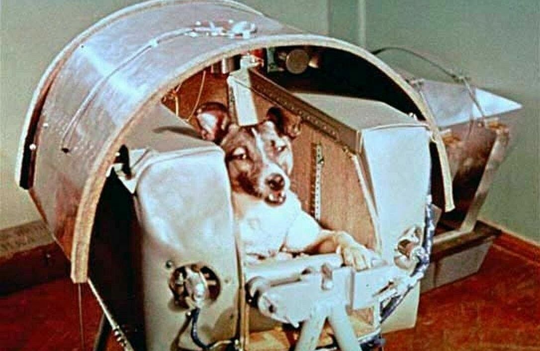 First Dog to Orbit Earth PHOTO Laika the Space Dog, Soviet Union Program Flight