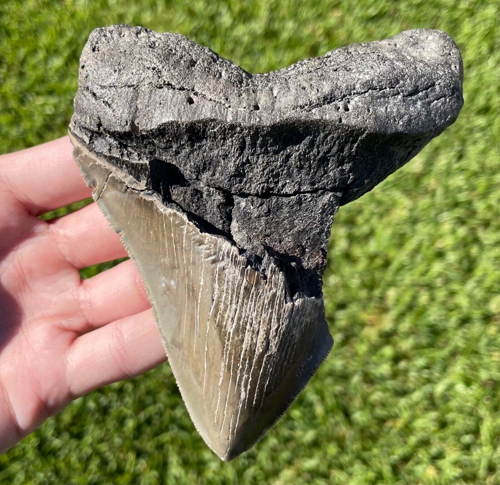 Fossil Megalodon Sharks Tooth HUGE 5.1” Meg Meglodon Miocene Age