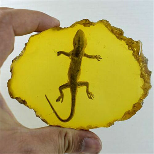 Beautiful Amber Gecko Fossil Insects Manual Polishing Decorative Pieces.