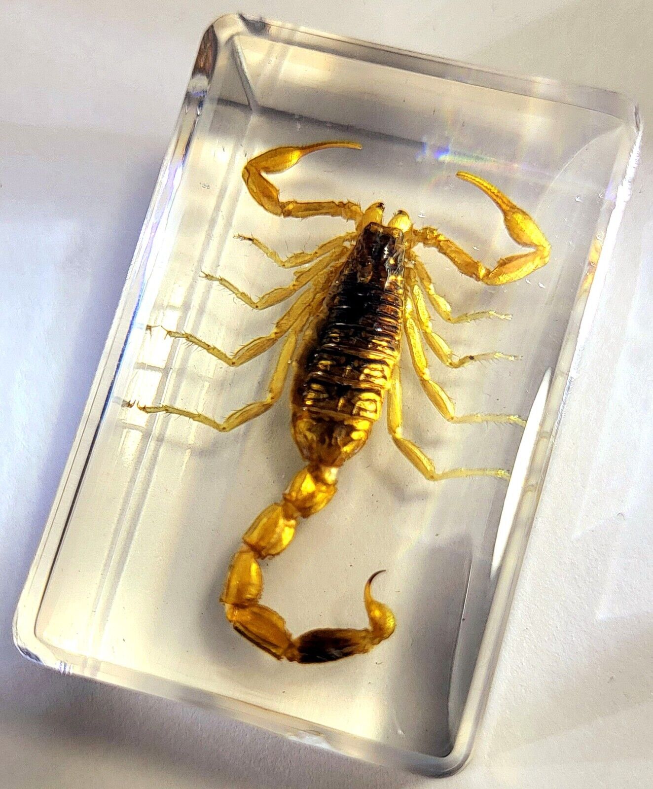 44mm Golden Scorpion in Clear Lucite Resin Science Education Collection Specimen