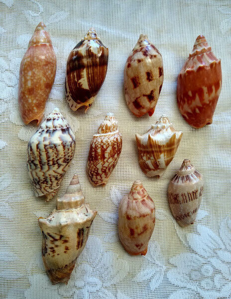 Lot of 10 Voluta Sea Shell Specimens All Family VOLUTIDAE. Beautiful Assortment