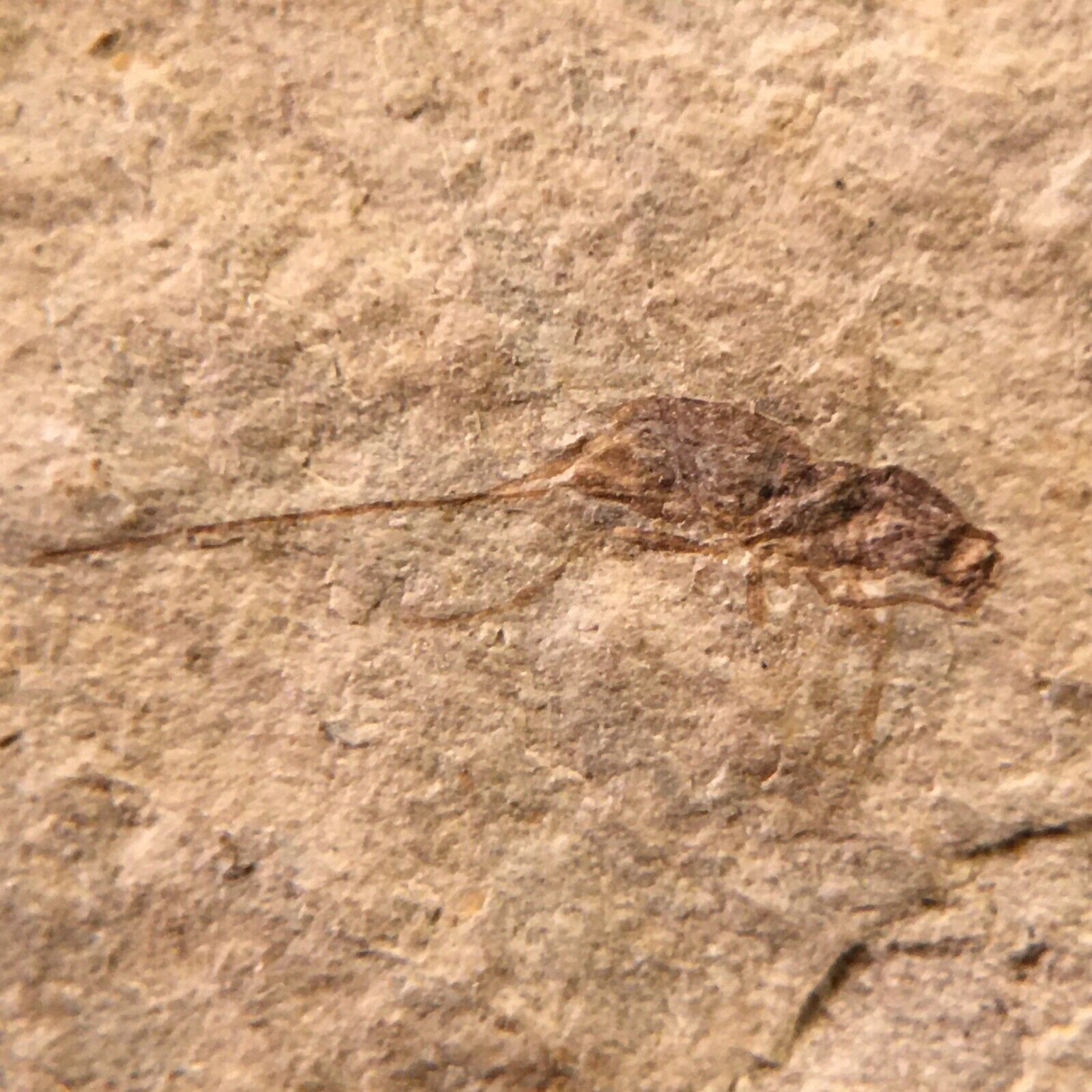 Parasitic Wasp - Insect fossil from the Yixian Formation
