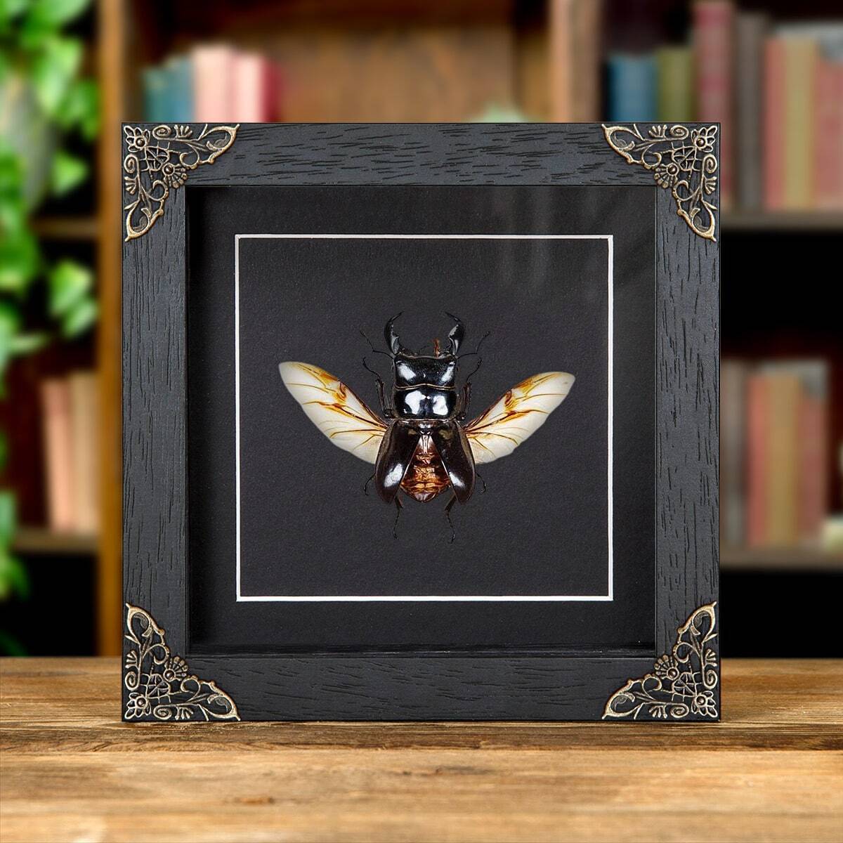 Wing-spread Giant Stag Taxidermy Beetle in Baroque Style Frame (Dorcus titanus)