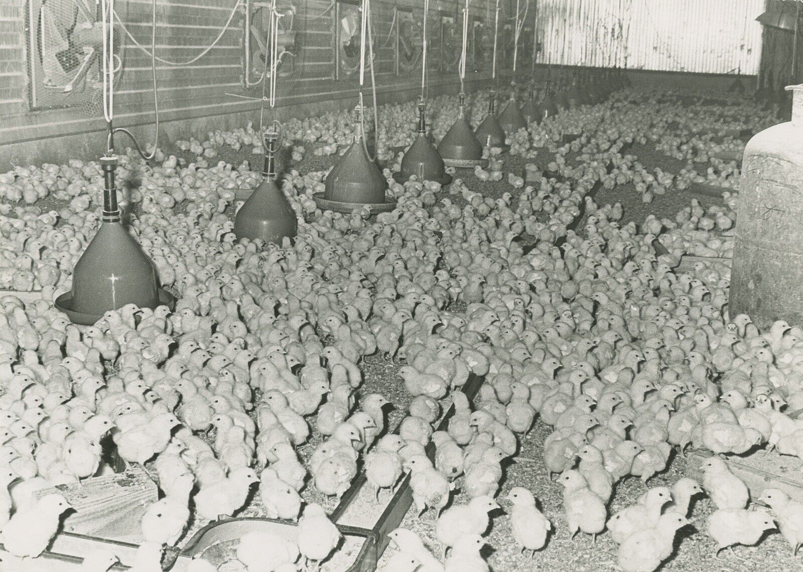 Poultry farming Chicken Food Security UAE Birds Original Photograph A04 A0481