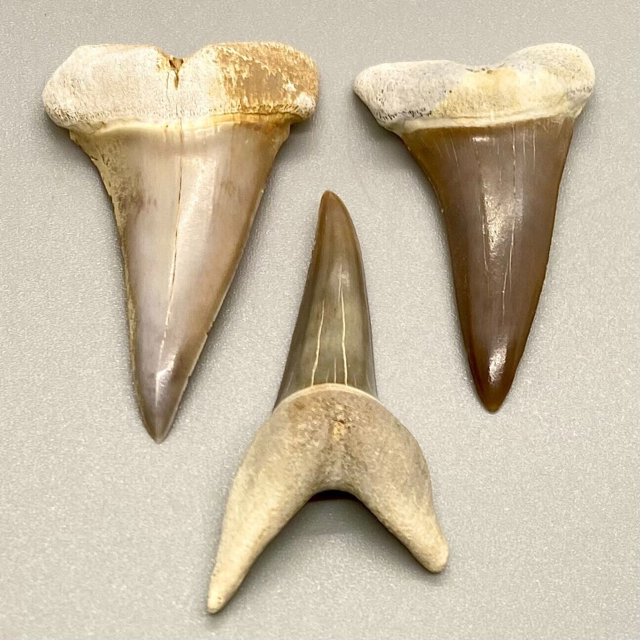 Group - Three GORGEOUS and colorful Fossil EXTINCT MAKO Shark Teeth - Peru