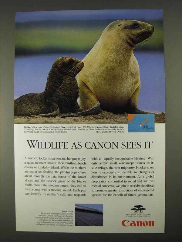 1996 Canon Solar Cells Ad - Hooker's Sea Lion