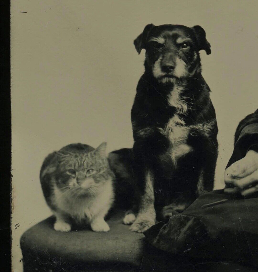 Excellent Tintype Victorian Woman with Cat & Dog Photo Antique RARE VTG