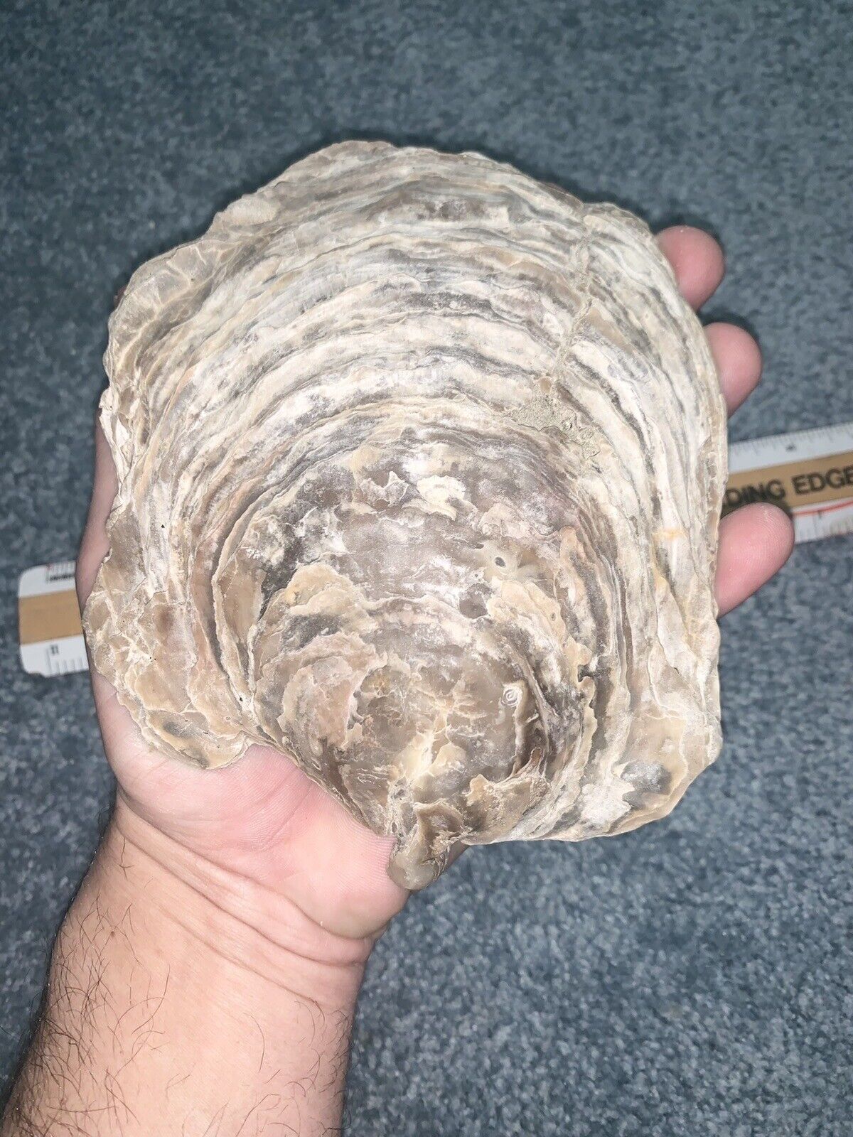 Monster Paleocene Oyster Shell From Virginia 
