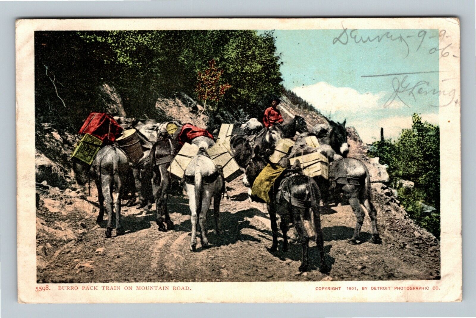 Burro Pack Train On Mountain Road, c1906 Vintage Postcard