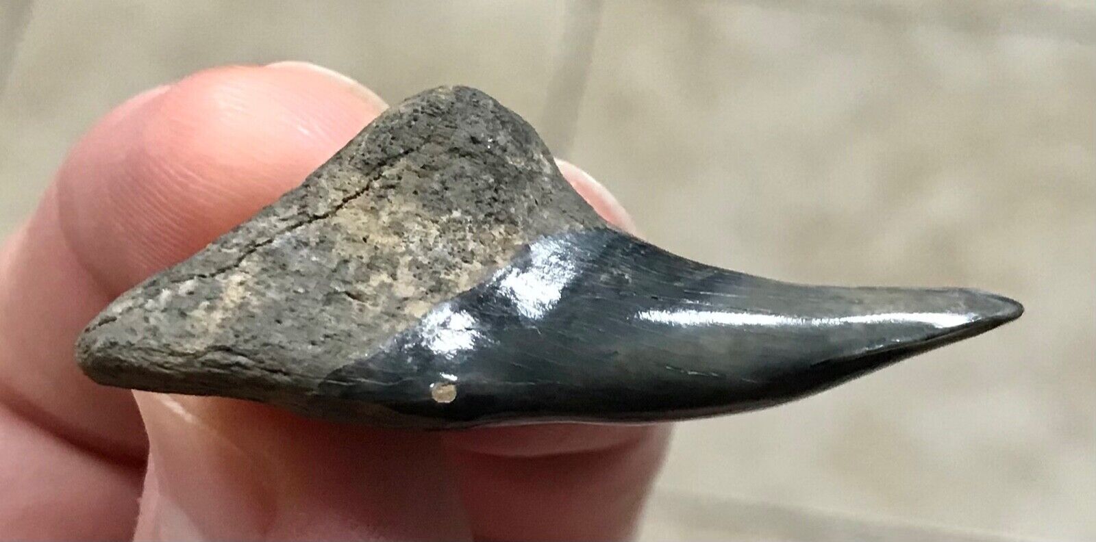 RECORD SIZED LOWER -GOLDEN BEACH- 1.88” x 0.88” Hemipristis Shark Tooth Fossil