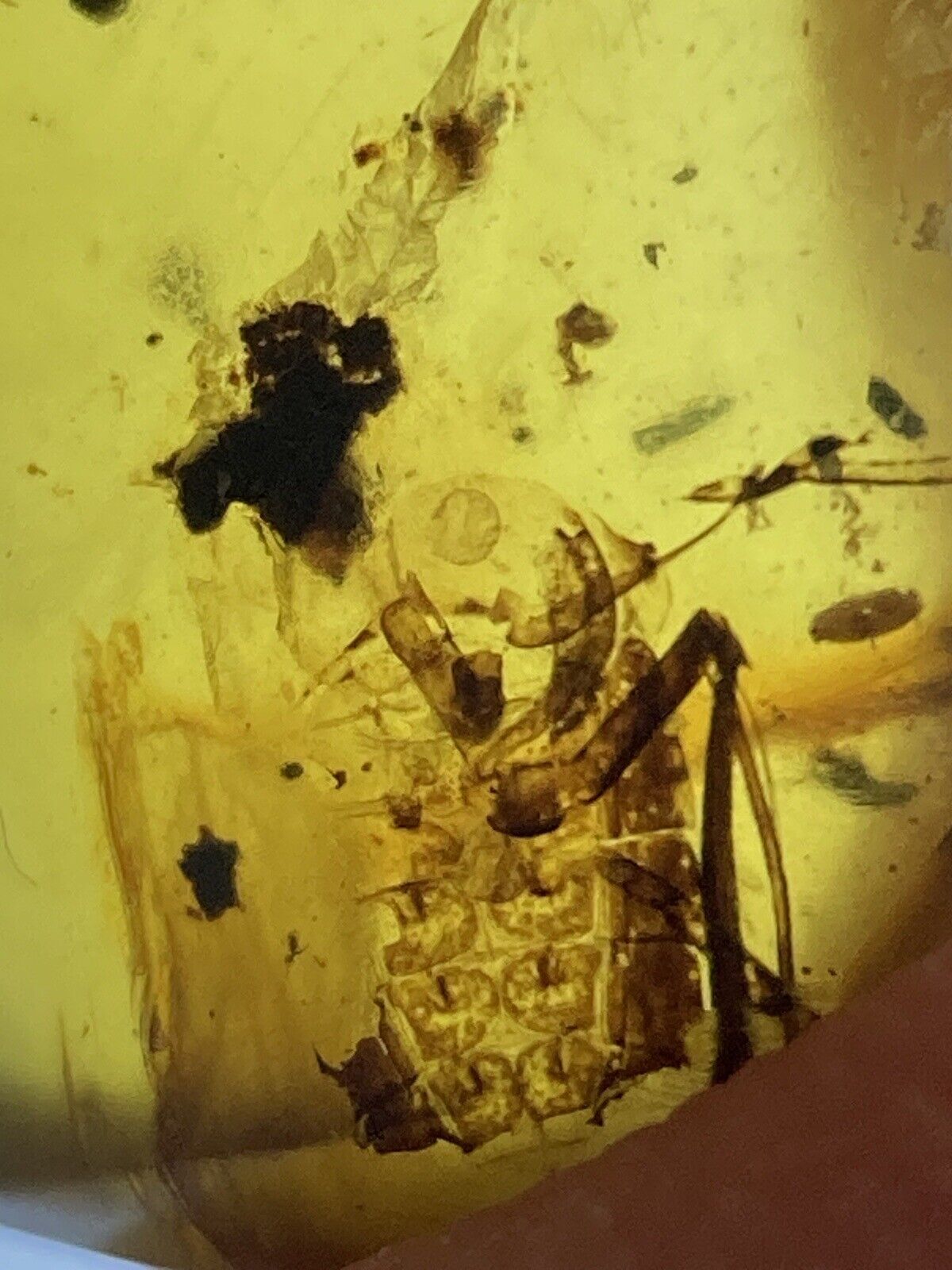 Unknown Huge Insect - Extinct Rare Fossil In Genuine Burmite Amber, 98myo