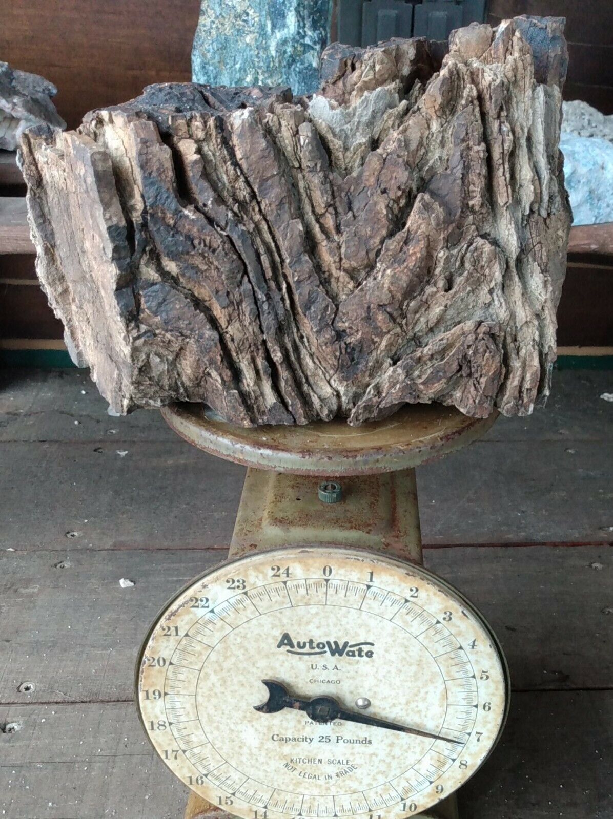 Stromatolite Fossil Arizona